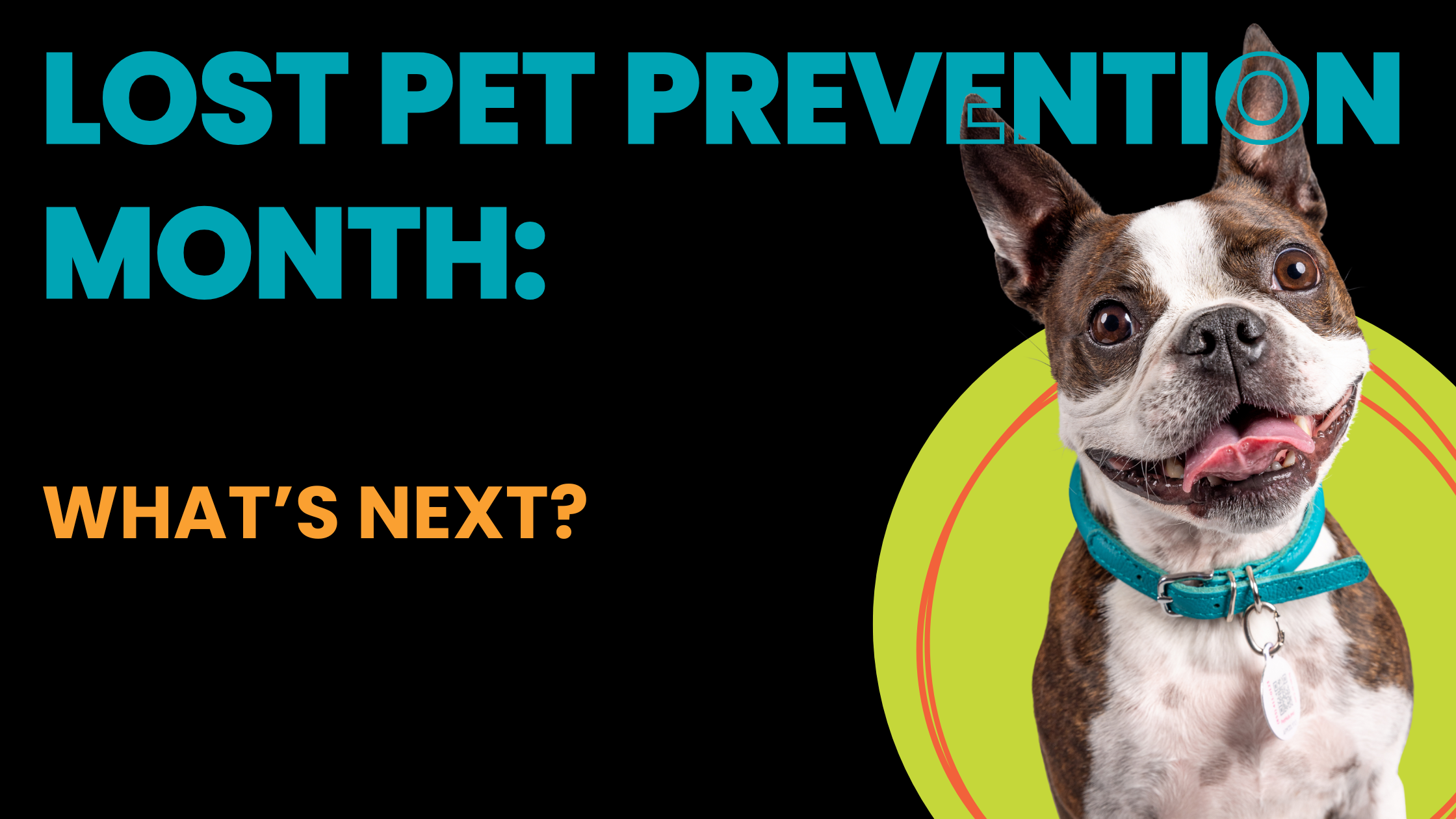 Lost Pet Prevention Month Boston Terrier in PetHub QR Tag
